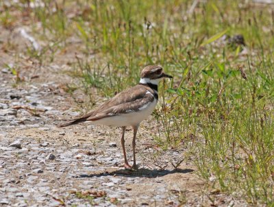 Killdeer 