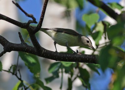 Warbling Vireo (2)