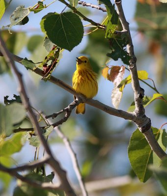 Yellow Warbler (1)