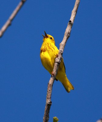 Yellow Warbler (2)