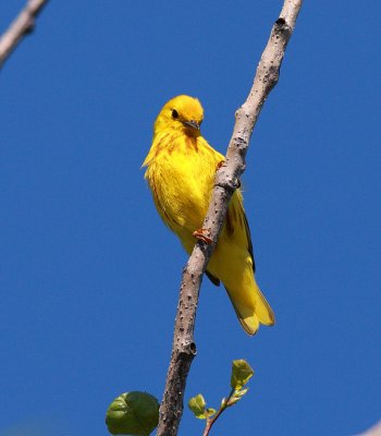 Yellow Warbler (3)