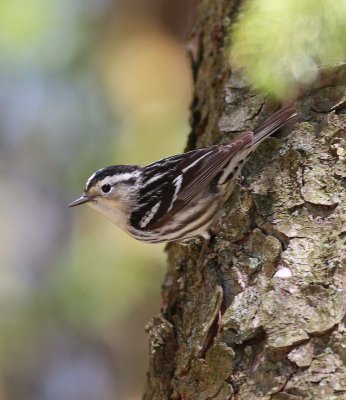 Black-and-white Warbler