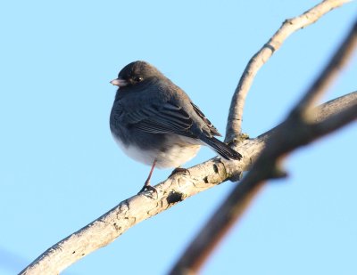 perching_birds