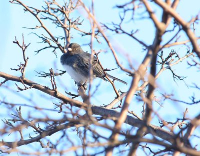 Darked-eyed Junco (3)