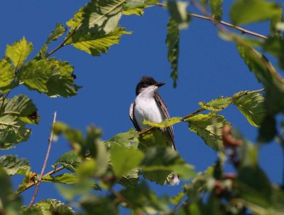 Eastern Kingbird (1)