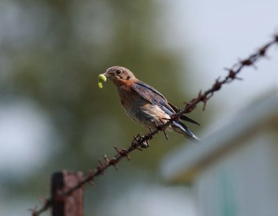 Eastern Bluebird female with prey