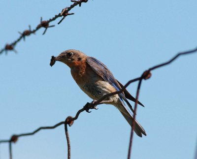 Eastern Bluebird female with prey (2)