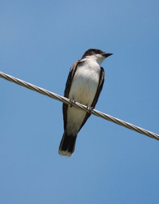 Eastern Kingbird (2)