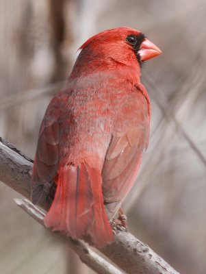 Northern Cardinal