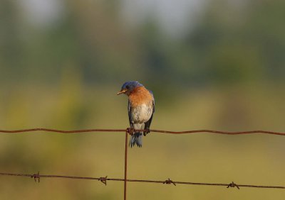 Eastern Bluebird female