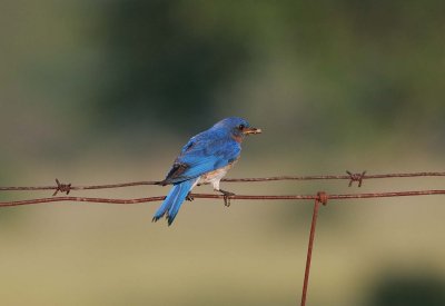 Eastern Bluebird male with prey