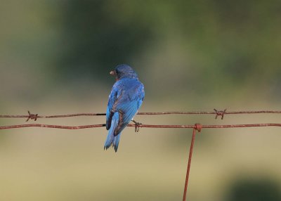Eastern Bluebird male with prey (2)