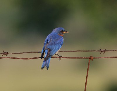 Eastern Bluebird male with prey (3)
