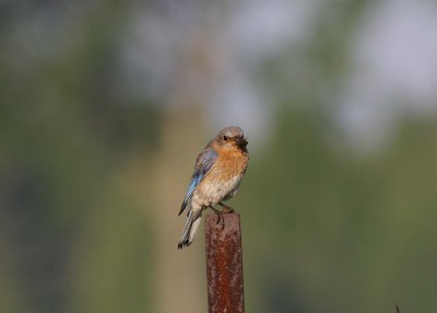 Eastern Bluebird female with prey (3)