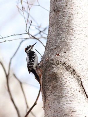 Hairy Woodpecker (5)