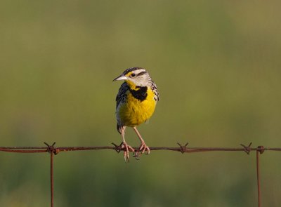 Eastern Meadowlark