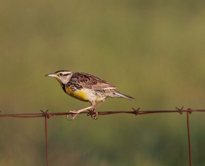 Eastern Meadowlark (2)
