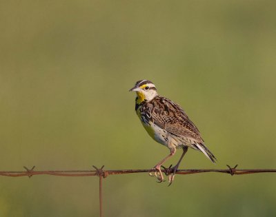 Eastern Meadowlark (3)