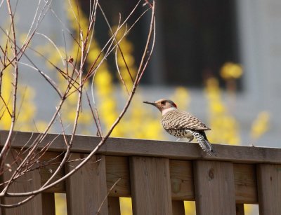 Northern Yellow-shafted Flicker