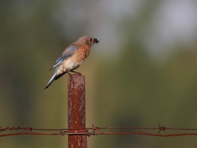 Eastern Bluebird female with prey (4)