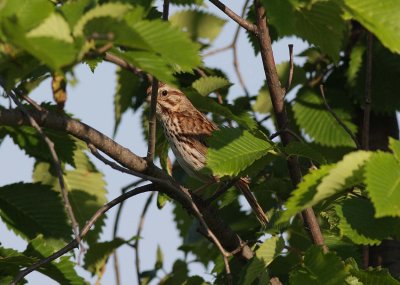 Song Sparrow
