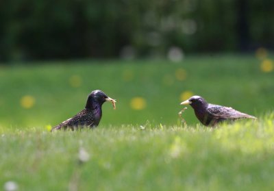 European Starling with prey (2)