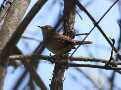 Sedge Wren