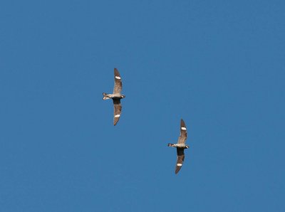 Pair of Common Nighthawk hunting (1)