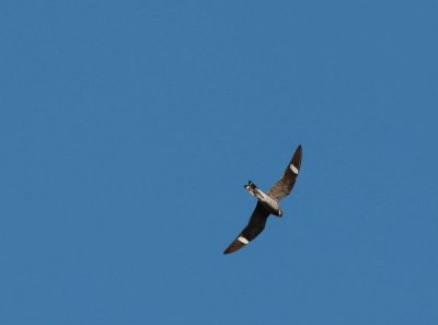 Common Nighthawk in flight