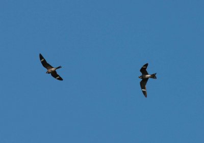Pair of Nighthawk hunting (2)