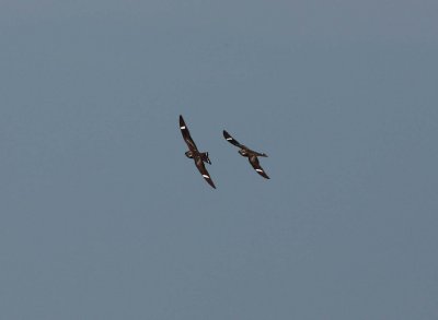 Pair of Nighthawk hunting (3)
