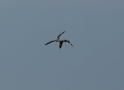 Pair of Nighthawk hunting (4)