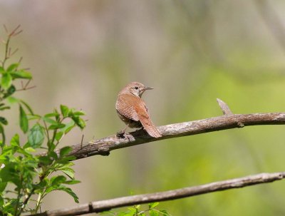 House Wren