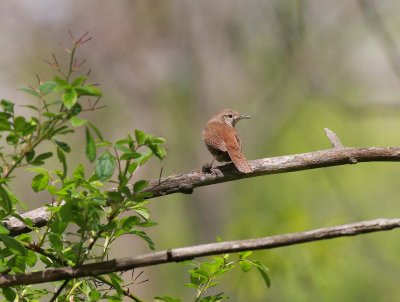 House Wren (2)