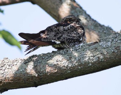 Common Nighthawk
