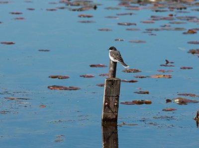 Eastern Kingbird (3)