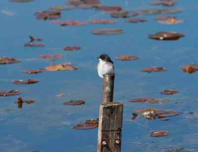 Eastern Kingbird (4)