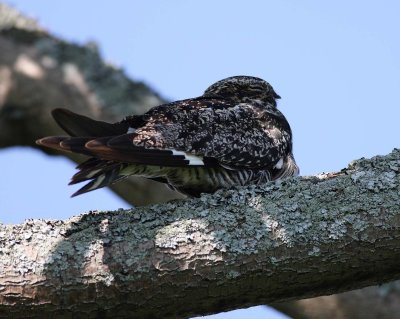 Common Nighthawk (3)