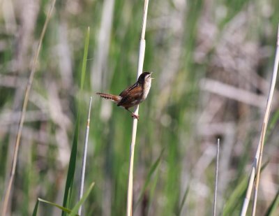 Marsh Wren