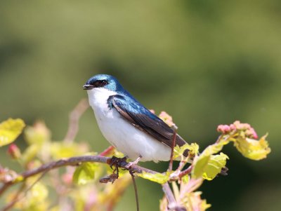 Tree Swallow singing (1)