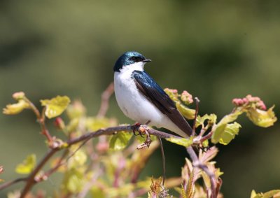 Tree Swallow (2)