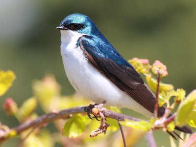 Tree Swallow (3)