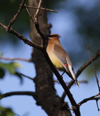Cedar Waxwing (1)