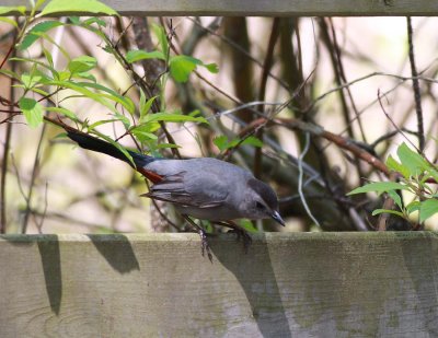 Gray Catbird (2)