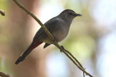 Gray Catbird (3)