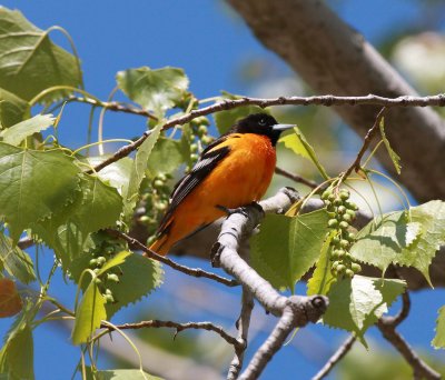 Baltimore Oriole (1)