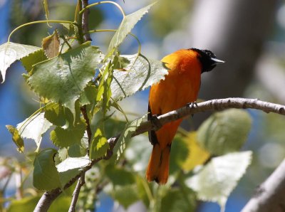 Baltimore Oriole (2)