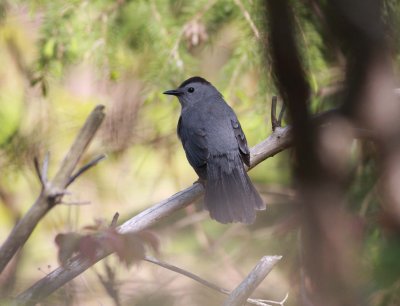 Gray Catbird (4)