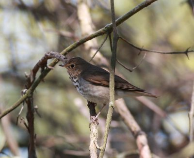 Hermit Thrush