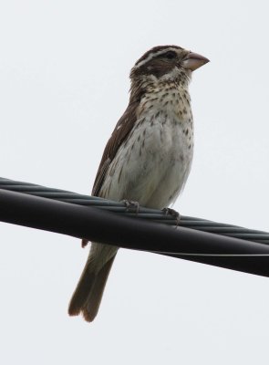 Rose-breasted Grosbeak female